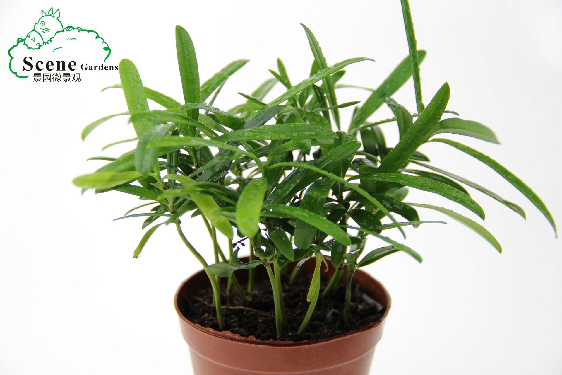 桌面盆栽diy背景植物 微景观造景植物 矮小叶罗汉松 创意小盆栽