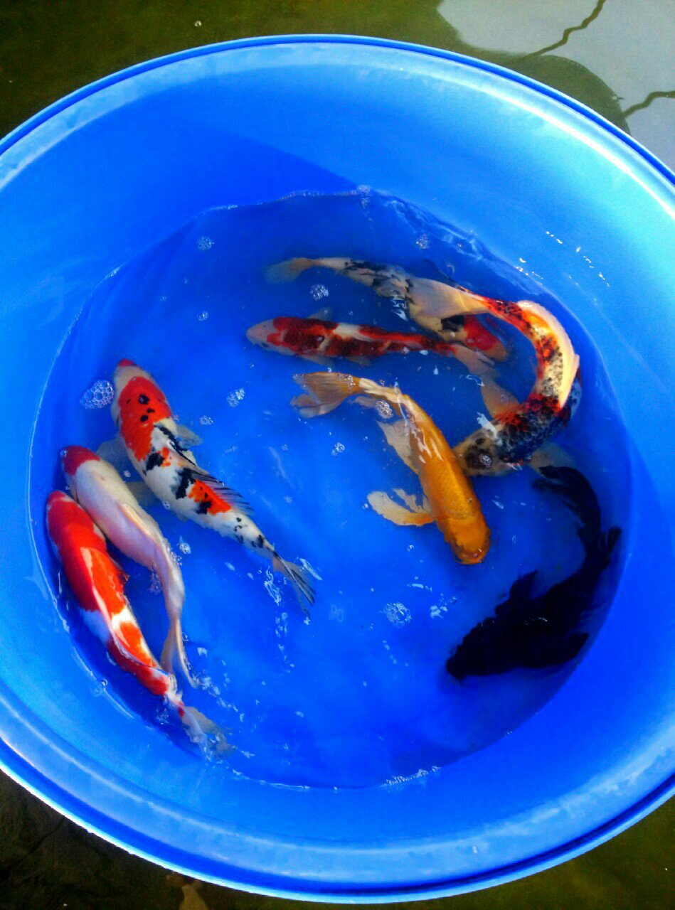 绯写,白写,丹顶三色,昭和,大正观赏鱼日本锦鲤活体-阿里巴巴