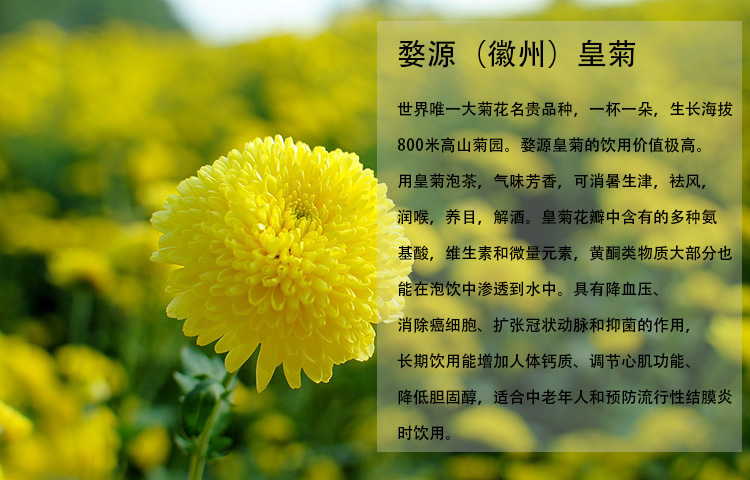 新花江西婺源皇菊修水金丝皇菊晓起黄菊大菊