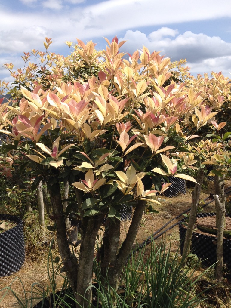 国色天香-珍珠彩叶桂-五彩桂花-园林城市绿化精品-产地直销无中介