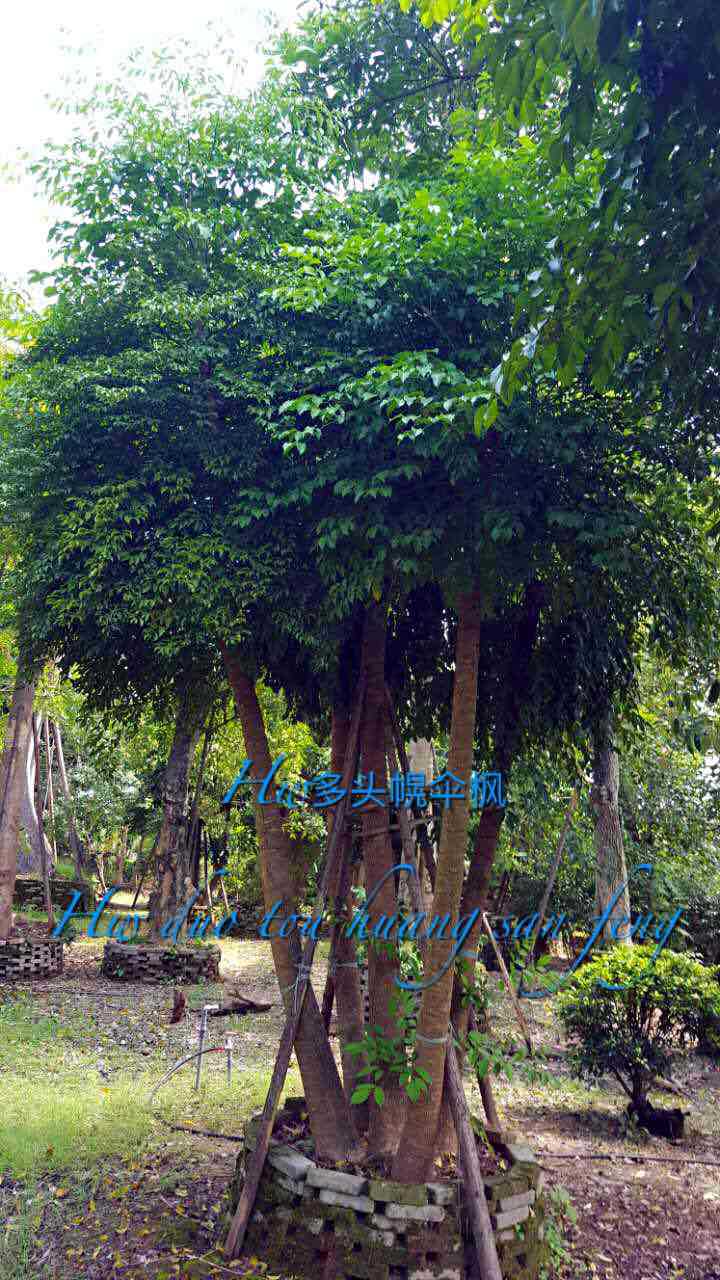 多头幌伞枫常绿树庭院树园林绿化苗木行道树花卉苗木花卉促销爆款