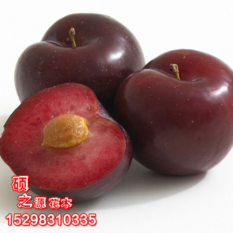 果树-直销批发 庭院果树苗 西梅皇后李子树苗李