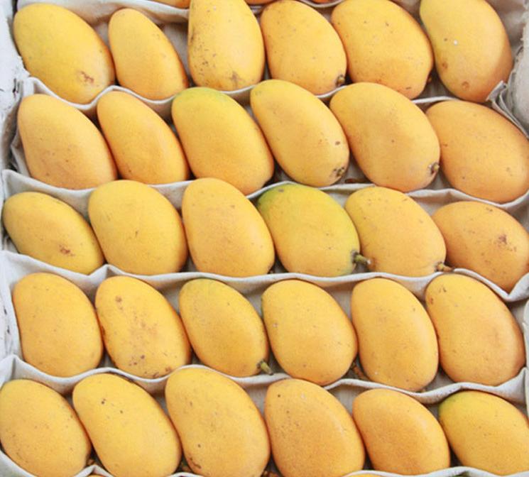 海南台农冷冻芒果肉 新鲜速冰冻无核芒果肉块1kg台农大量批发