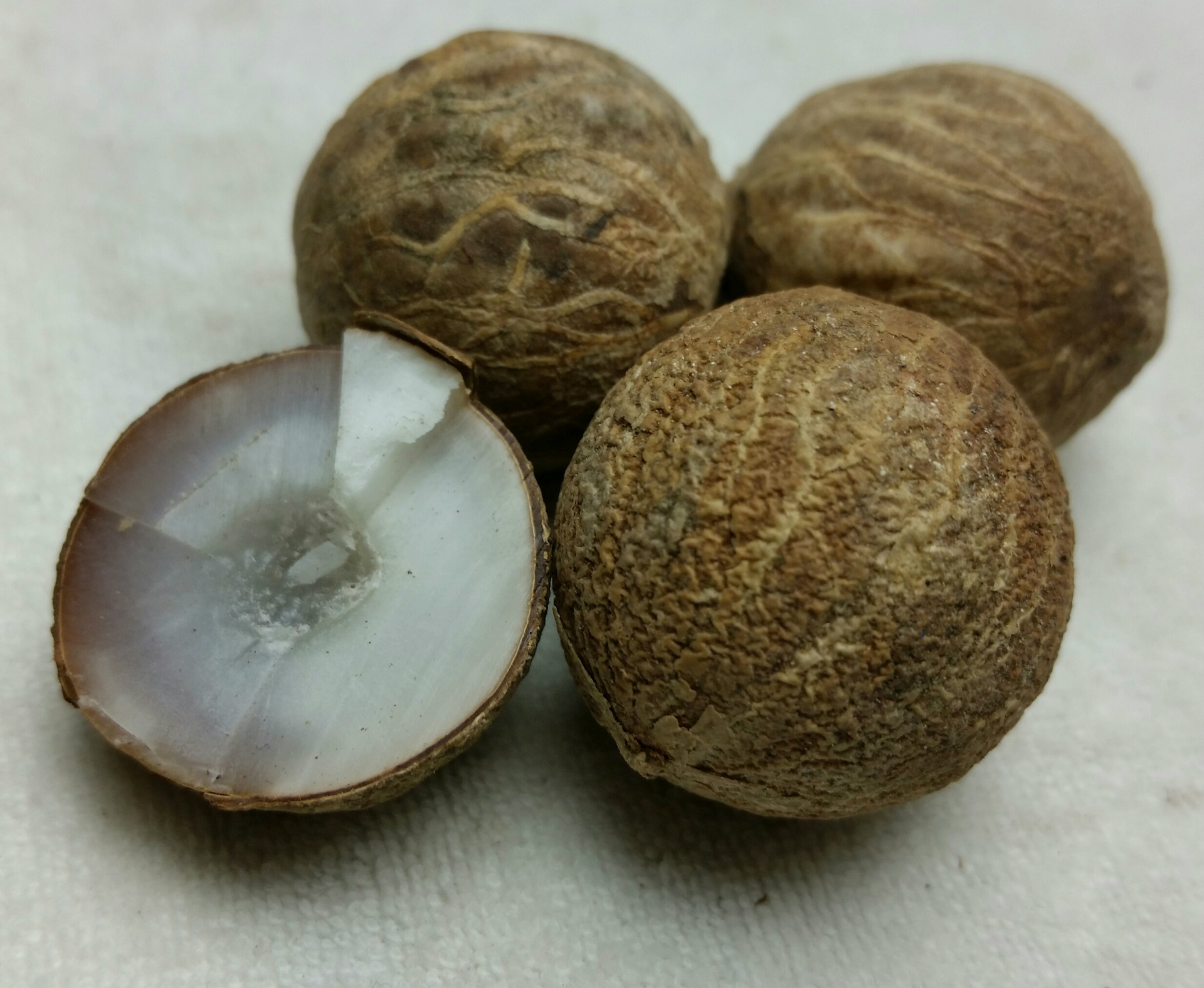 批发优质22mm以上白菩提根原籽 菩提根原料 大菩提根雕刻原籽