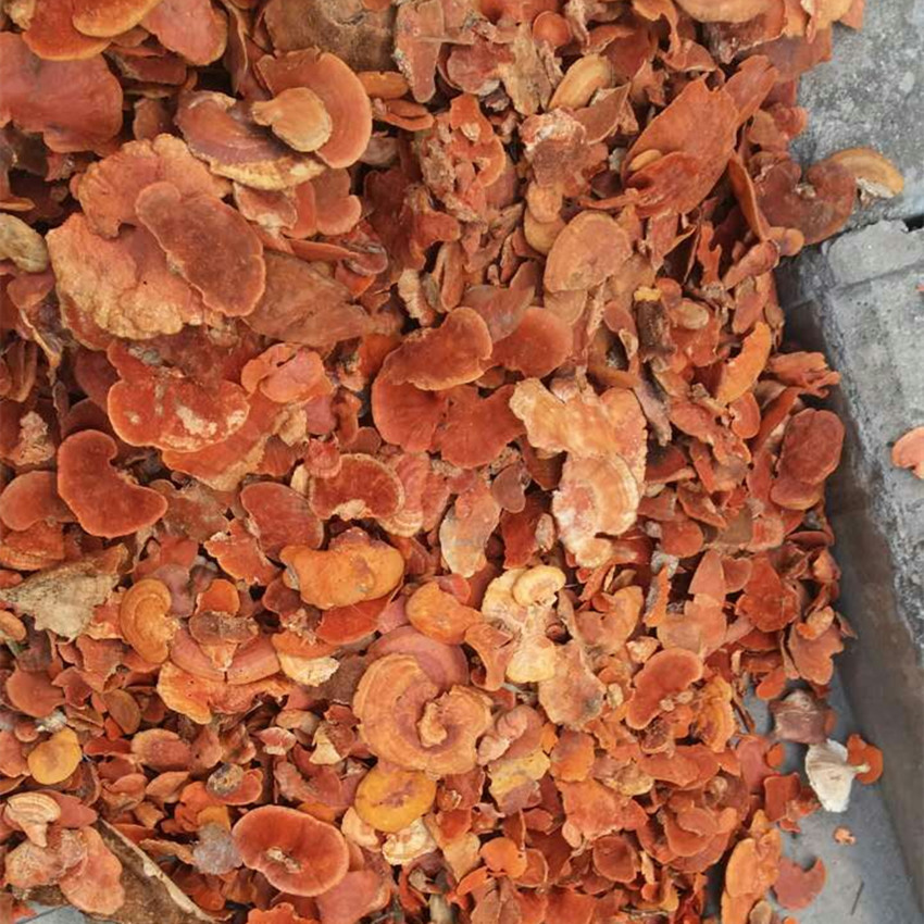 灵芝之家 红栓菌 血红栓菌 朱红栓菌 产地批发 一手货源-阿里巴巴
