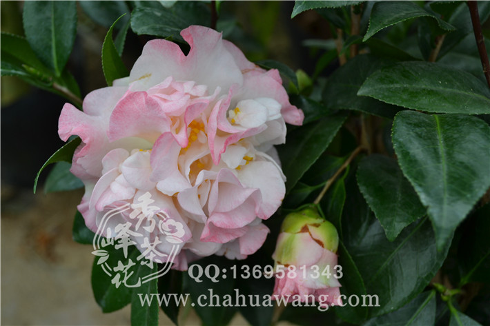 小苗 10-30公分茶花品种苗 名优品种苗批发  产品介绍 品种: 斑色赤丹