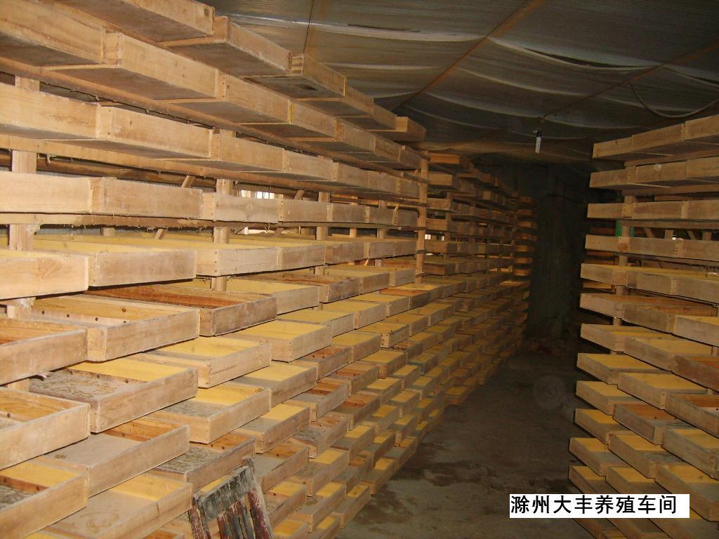 常年供应 黄粉虫 活虫 出口手续齐全黄粉虫种 - 养殖批发交易网