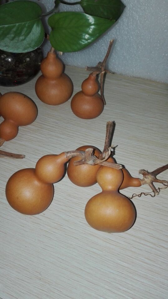 此产品我们是用同株的雄华授粉,龙头粗壮,皮质厚亮