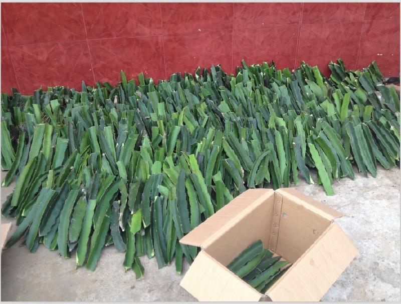 批发:火龙果 火龙果苗 红白紫肉 当年结果 庭院 盆栽 量大优惠