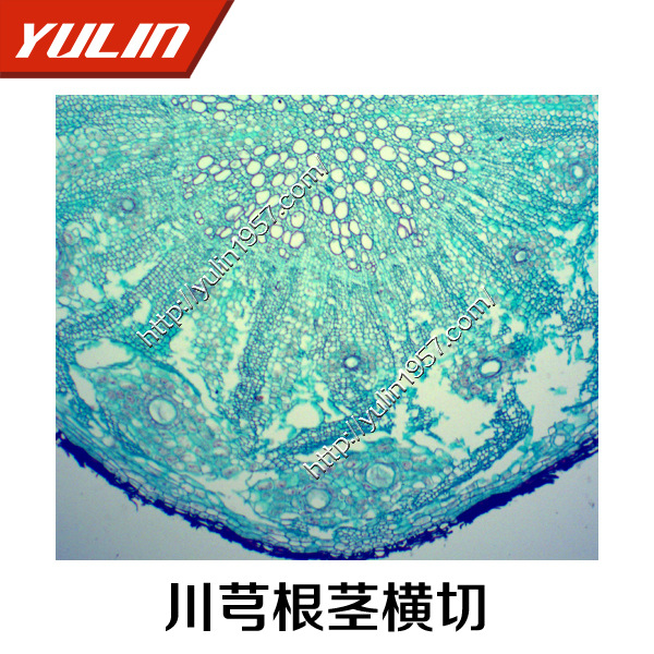 生物实验 切片标本 中药切片 教学仪器川芎根茎横切
