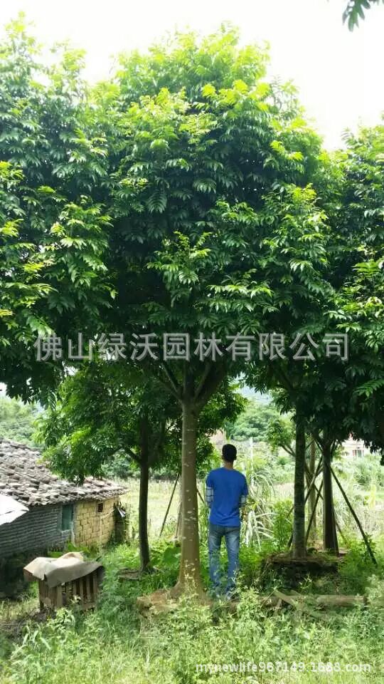 供应18公分人面子,人面树,假植精品人面子,园林绿化工程苗