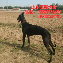 格力犬价格_今日最新格力犬价格行情走势