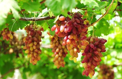 农地圈资讯:转基因葡萄皮剥皮不变色,说法不靠谱