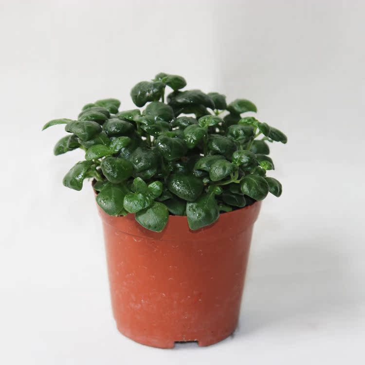 【产地直销】批发微景观背景植物 黑珍珠a80 室内绿植迷你.