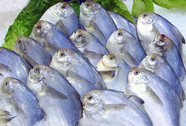 全国供应冷冻海鲜水产批发 冰鲜 冷冻 金鲳鱼 鱼类批发