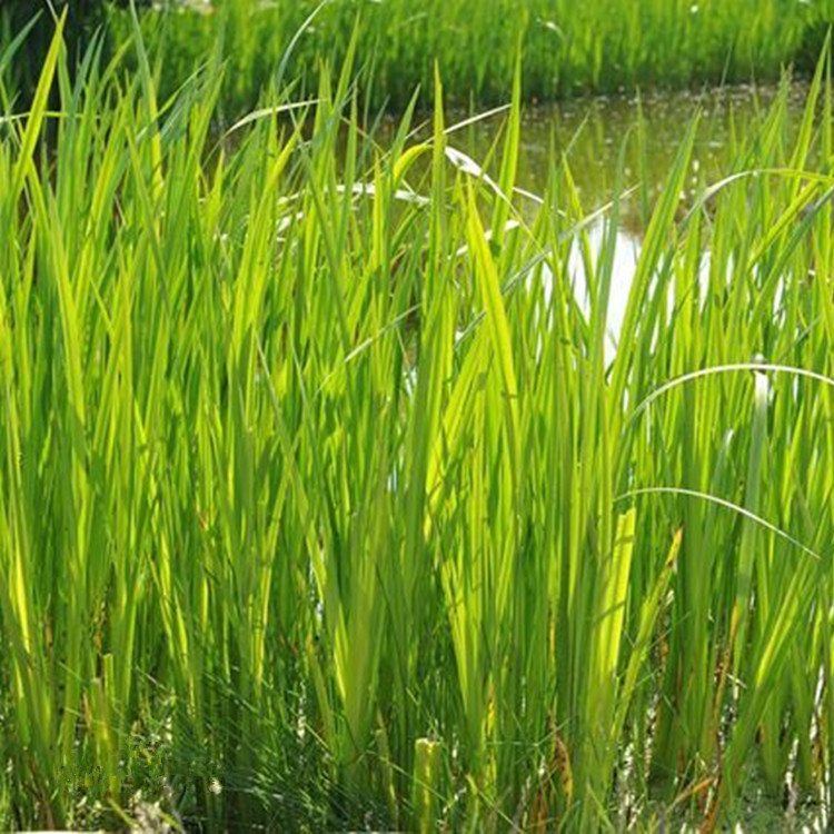 菖蒲批发 臭菖蒲 重庆水生植物 优质净水植物 水生植物批发 基地