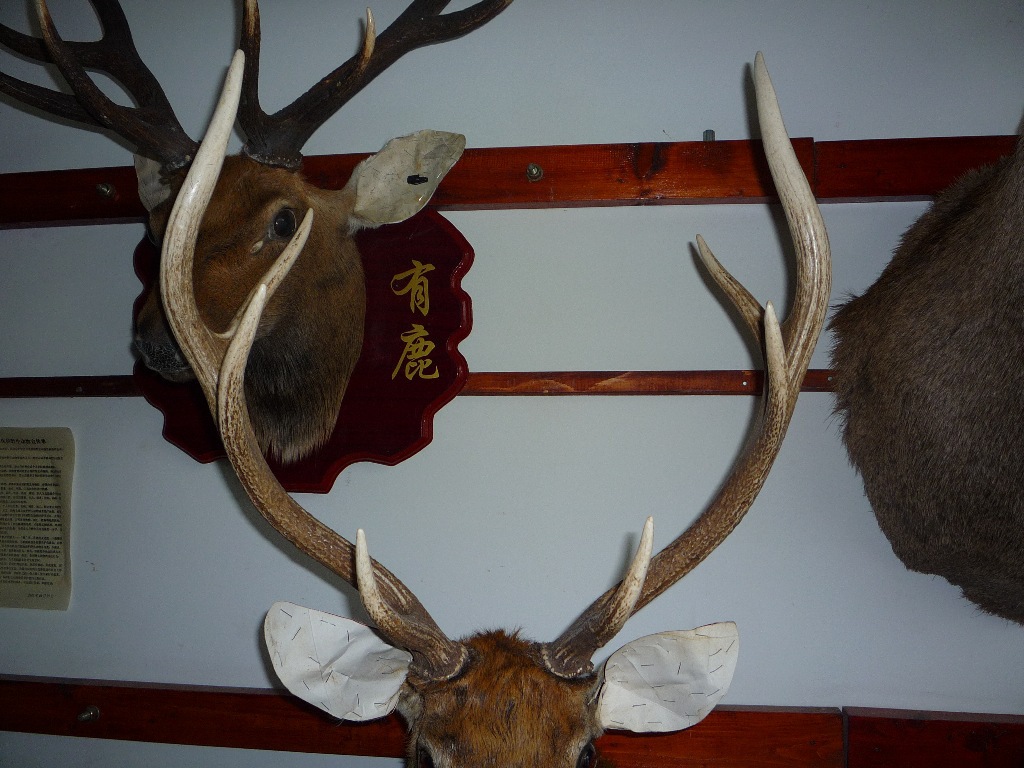 鹿头 壁挂家居装饰高档真鹿头标本厂家直销批发