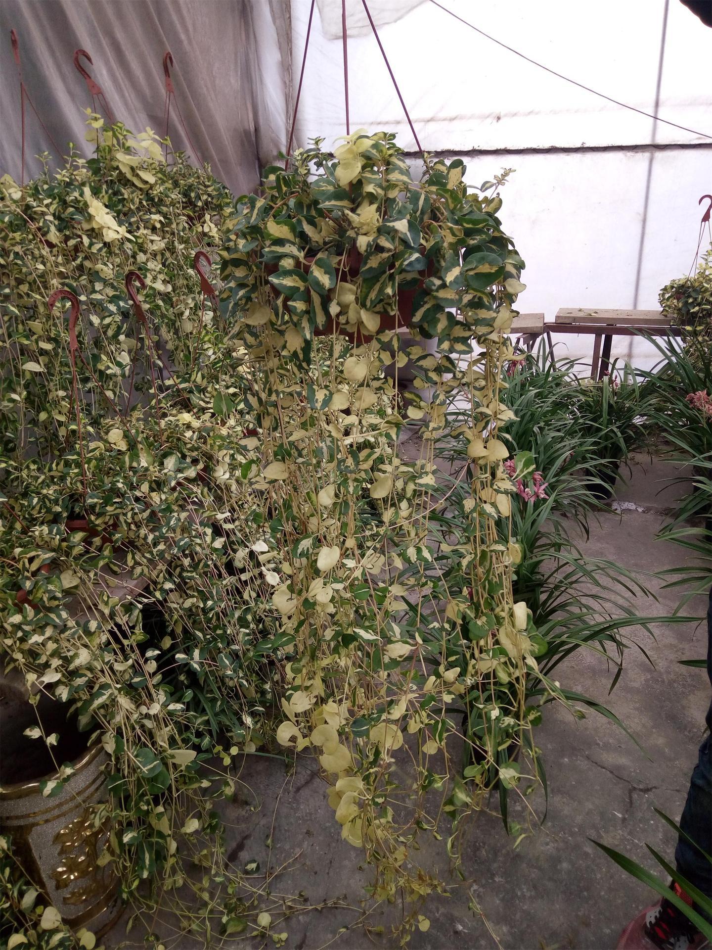 花叶蔓/蔓长春 藤本植物小盆栽吊盆花叶盆景 金叶子花卉绿植 - 苗木