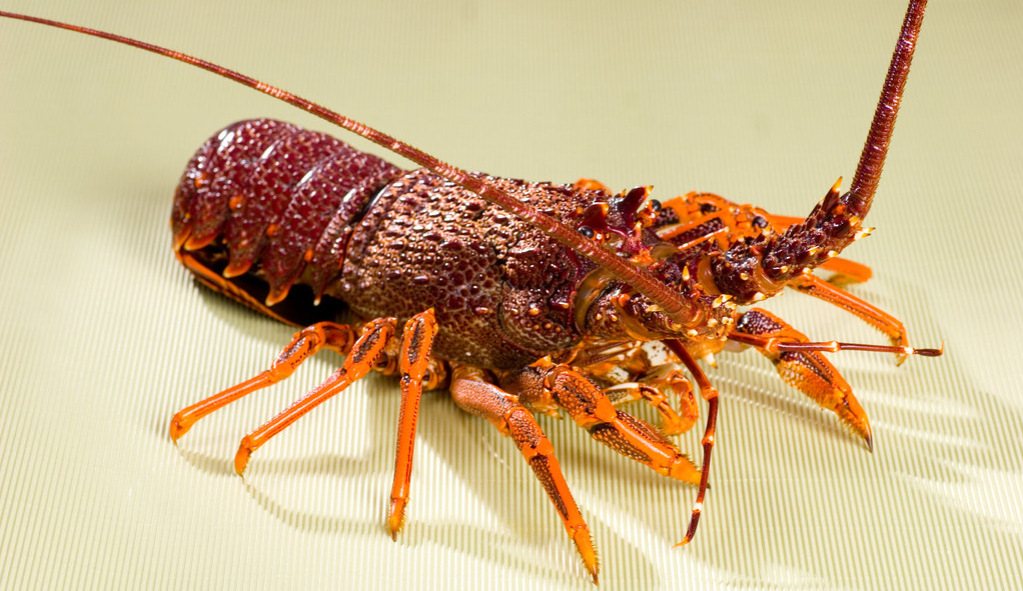 供应皇冠古巴进口生冻大龙虾 大青龙 海鲜水产 优质古巴龙虾 特价