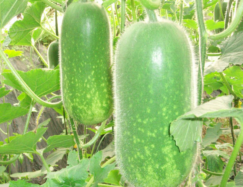 长期供应 家庭园艺蔬菜种子 水果冬瓜种子 盆栽水果种子