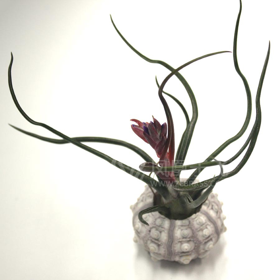 空气凤梨tillandsia bulbosa 中号小蝴蝶 章鱼 懒人花卉植物
