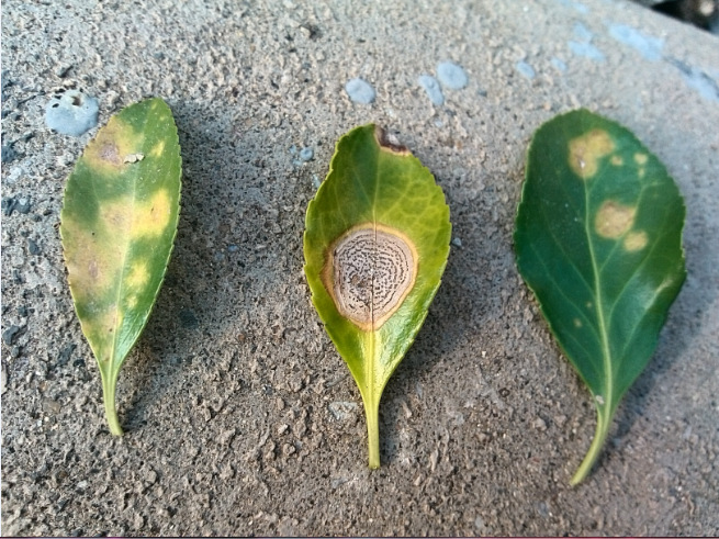 冬青树叶生病?求治疗.