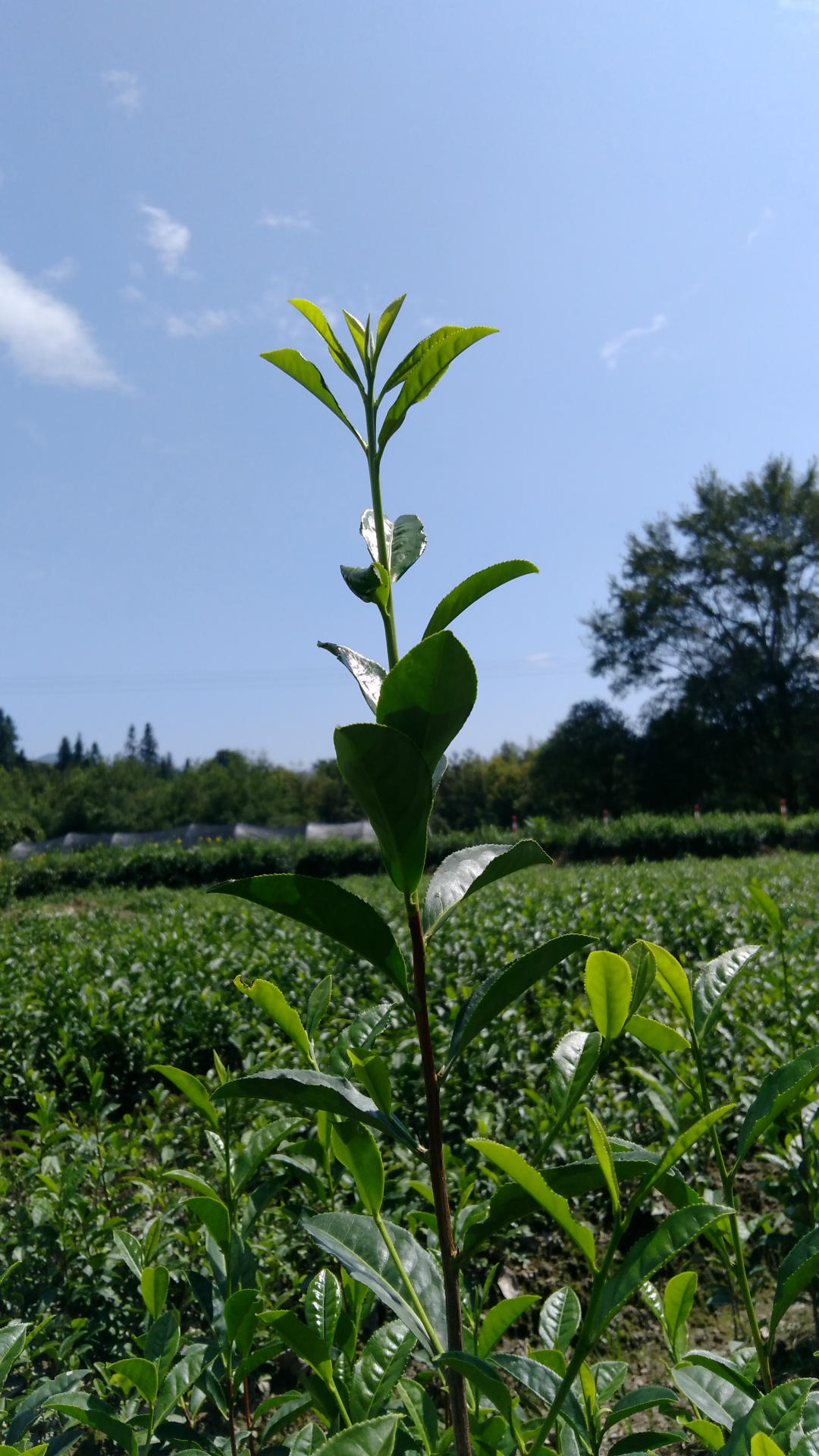 销售最好的安徽红旗一号茶苗