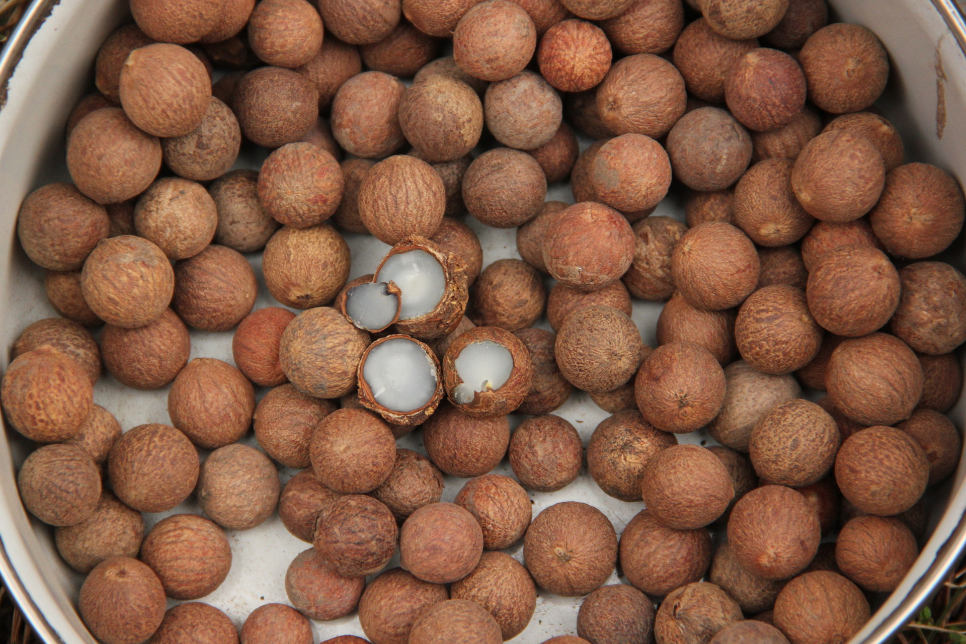 它的叶子就是制作贝叶经的材料,菩提根就是贝叶棕的树籽,表面看就是一