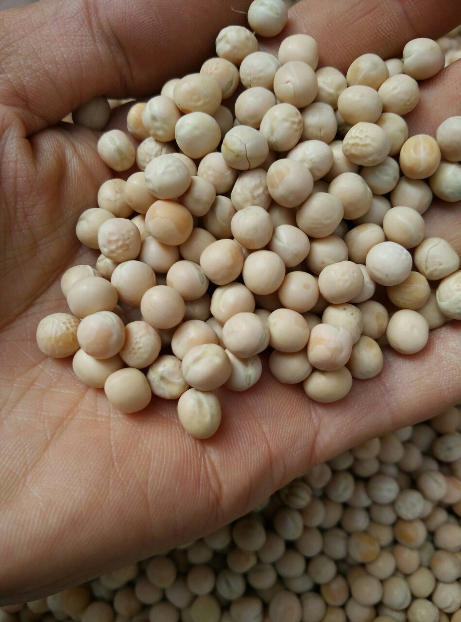 厂家直销 大白豌豆 小面豌豆 香糯好吃大号豌豆 豆类批发-红枣产业网