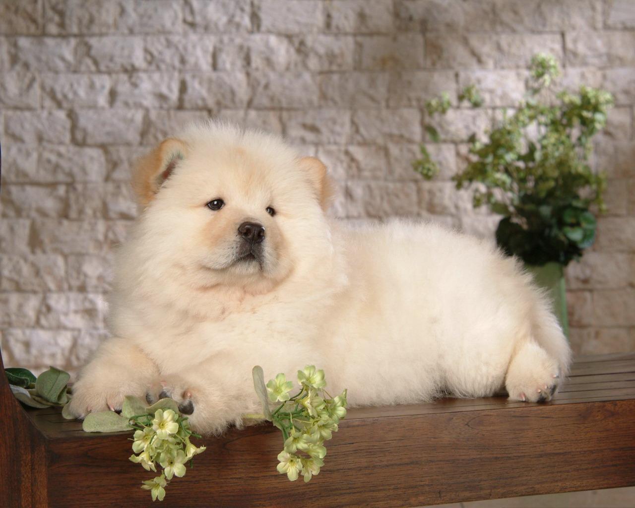 松狮幼犬吃什么狗粮好?