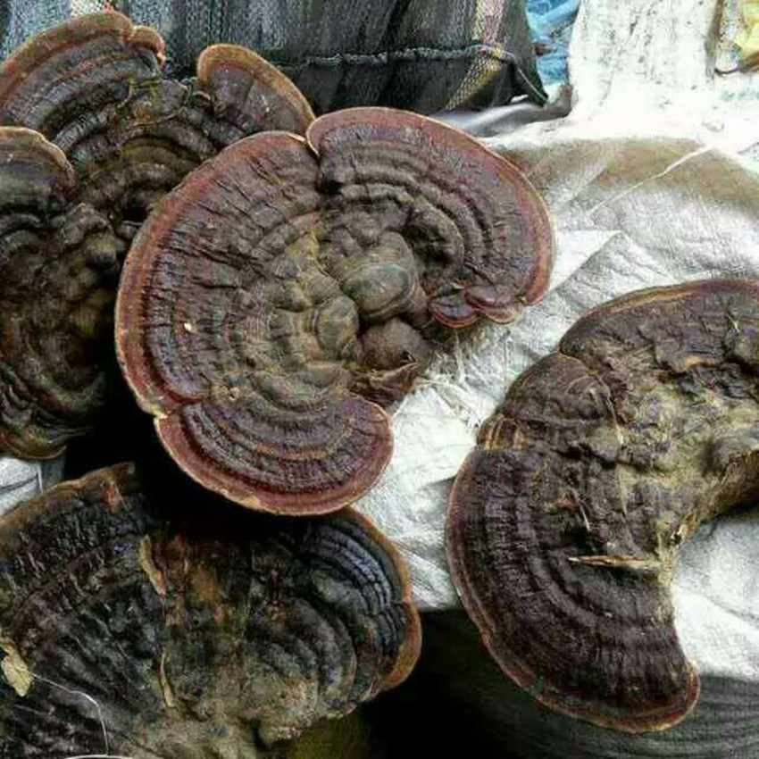 灵芝之家 云南野生无柄赤芝 红灵芝 产地直销 一手货源批发