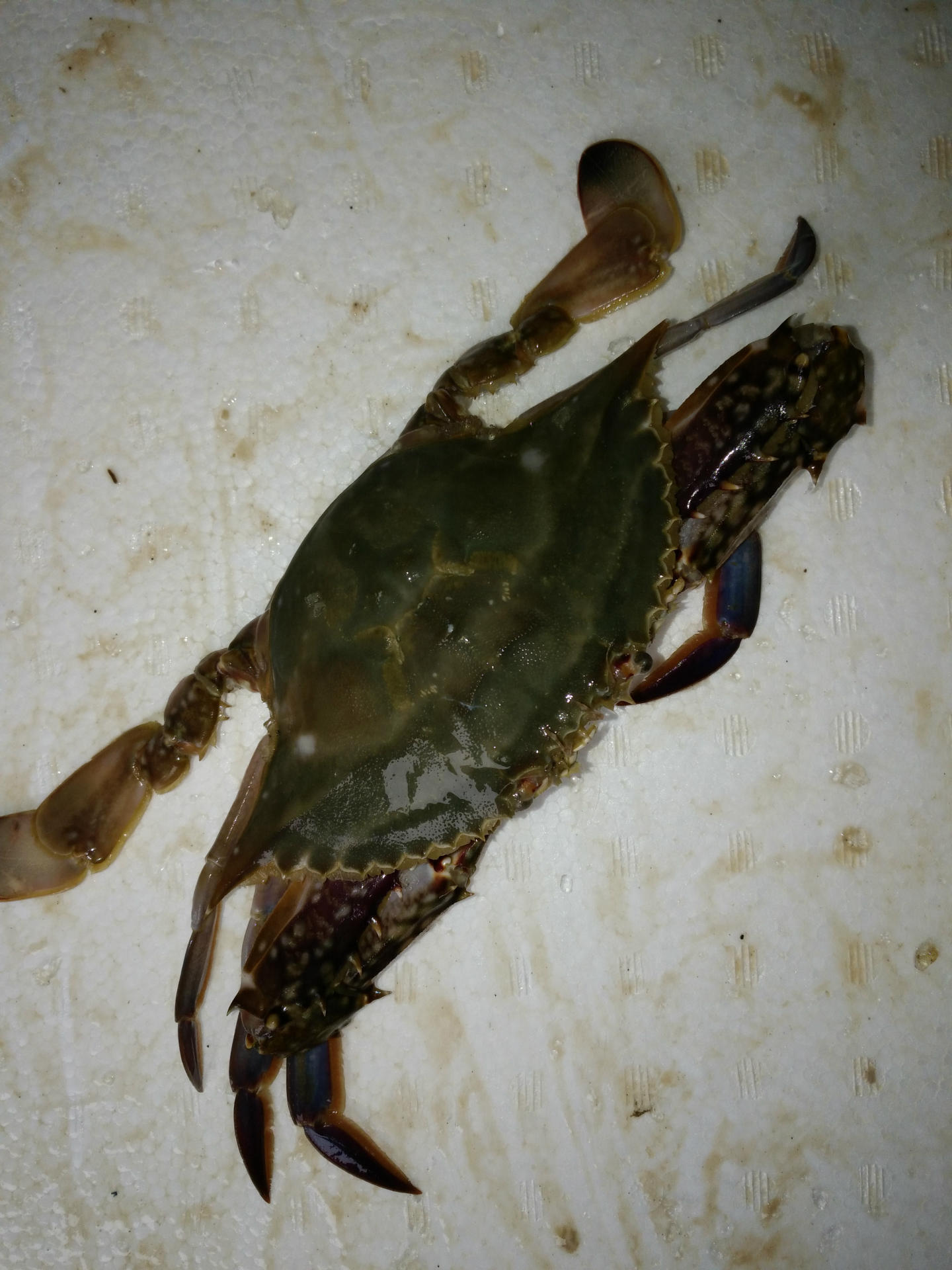 供应批发优质水产品海鲜 死梭子蟹 螃蟹 公蟹 【图】