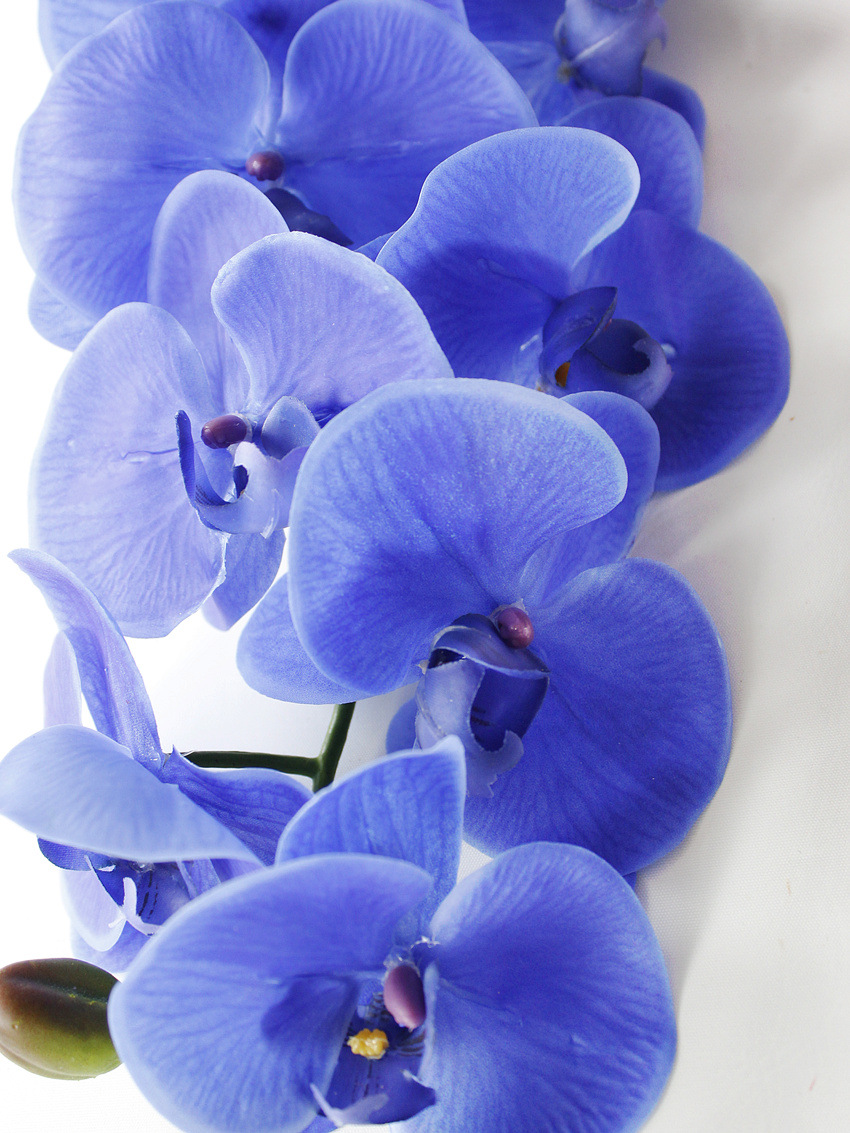 仿真花9头大蝴蝶兰长枝手感胶片假花 批发家居装饰 106cm