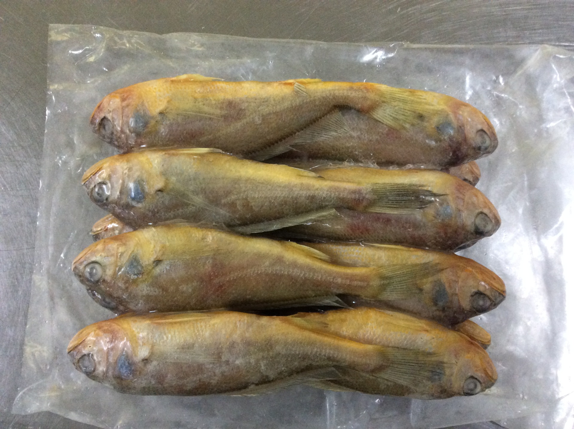 正宗舟山特产舟山小黄鱼10-12条 斤厂家一手货源品质有保.