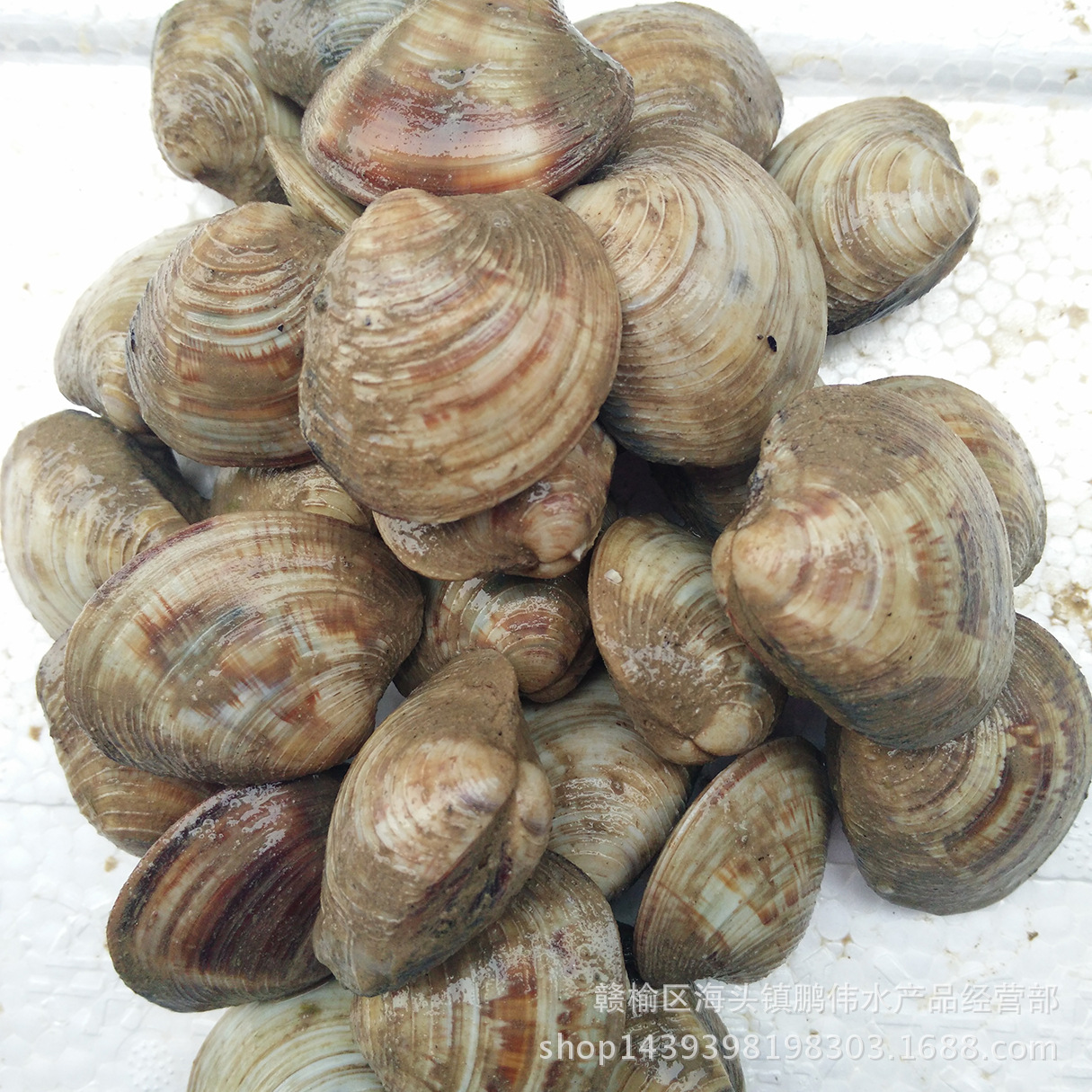 产地供应批发鲜活日月贝 月亮贝 四不像 海鲜贝类水产品 海.