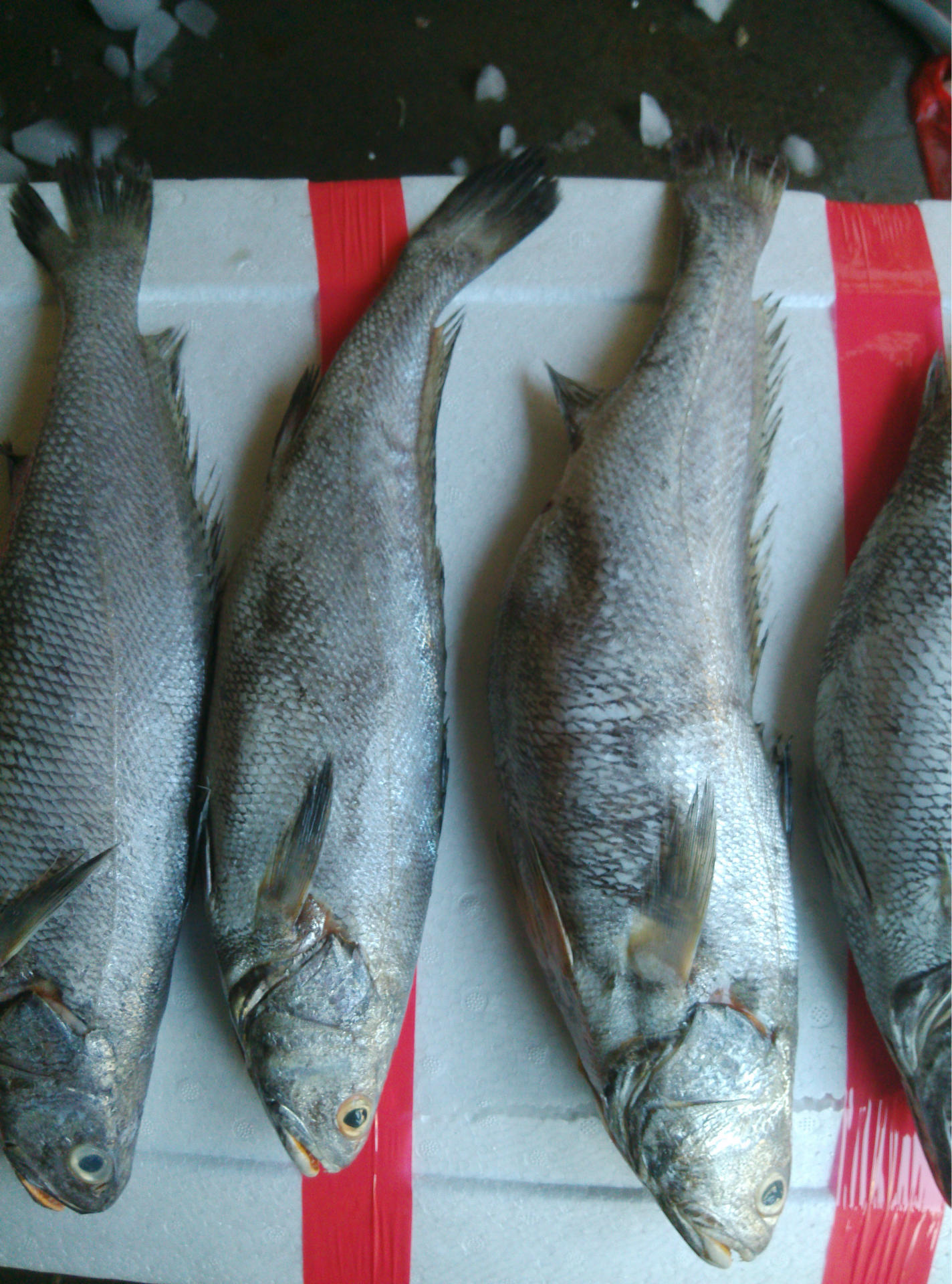 新鲜鲜活米鱼 冰冻 鱼类 海鲜海产品批发 产地直销海鲜批发 - 食品