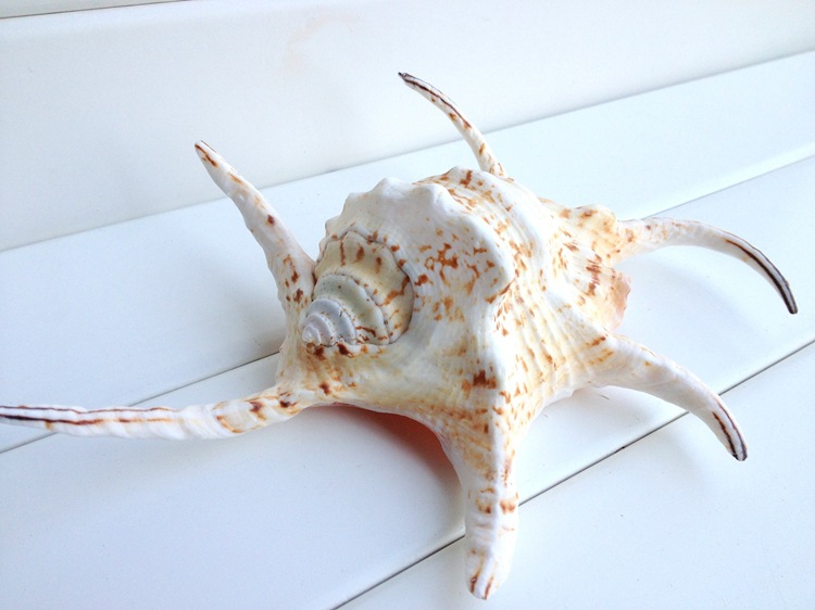 纯贝壳海螺 六角螺16-20厘米 家居鱼缸装饰 拍照装饰