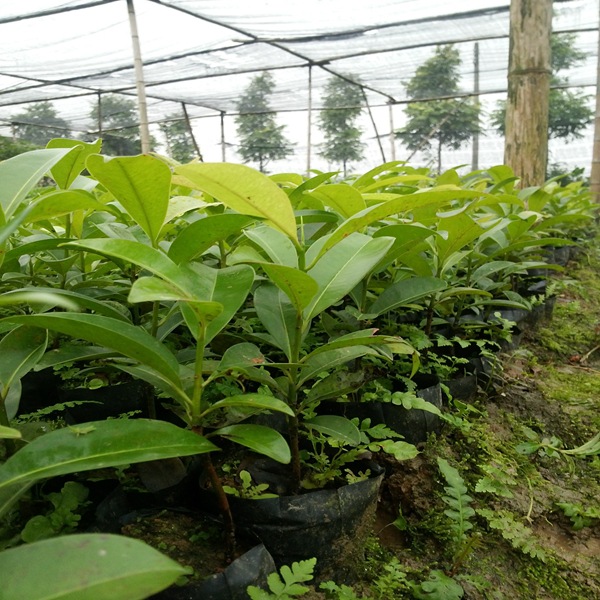 惠州惠东大量(30-80公分高)优质人心果苗人参果苗营养杯苗