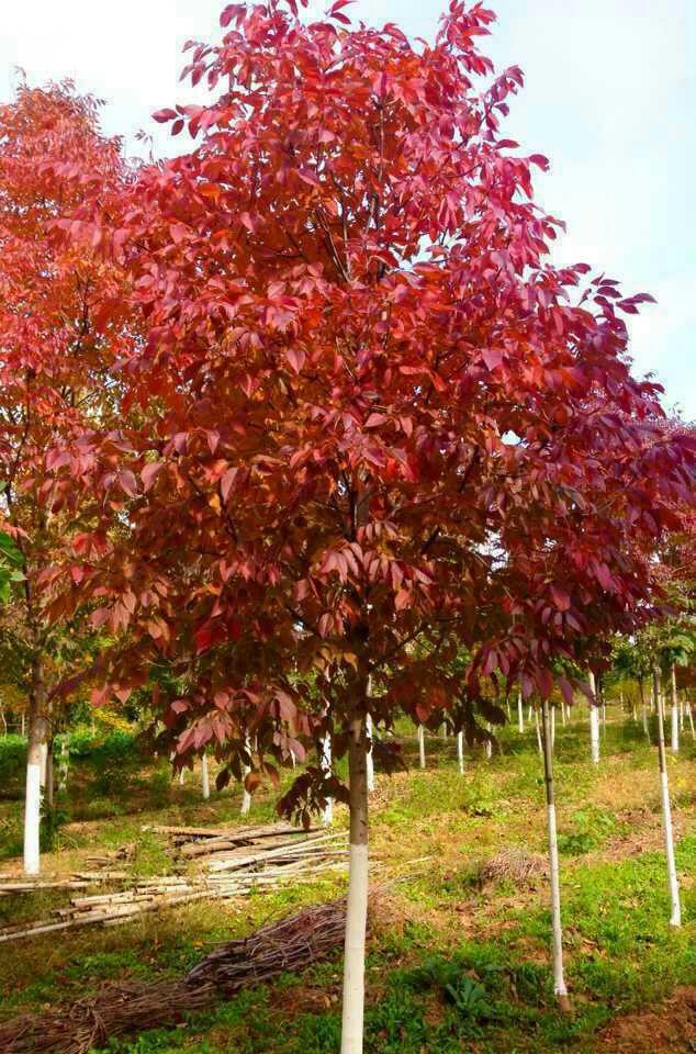 红叶白蜡 变种白蜡树 园林绿化苗木 三季绿叶抗寒强三季金叶批发