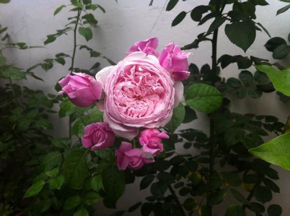 奥斯汀 欧洲月季 罗莎琳达切包月季 地栽盆栽 现货新鲜发售!