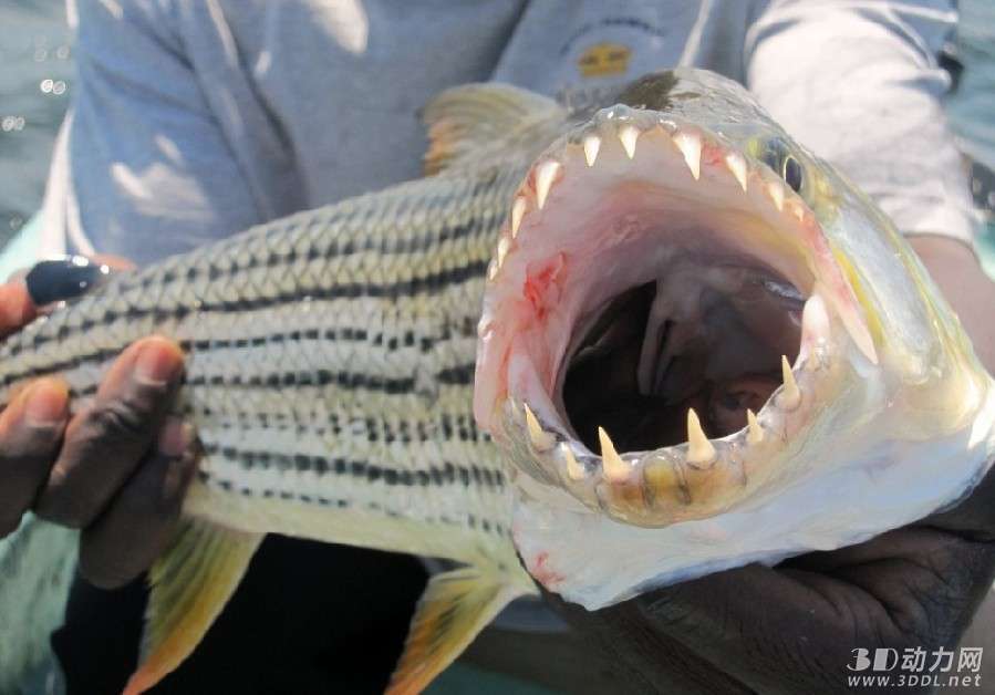 世界上最可怕的食人鱼图片