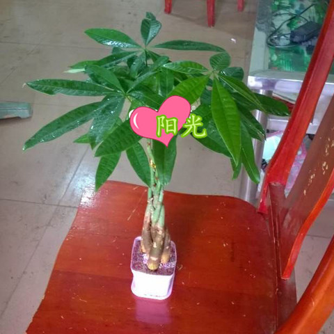 90#七彩五编发财树