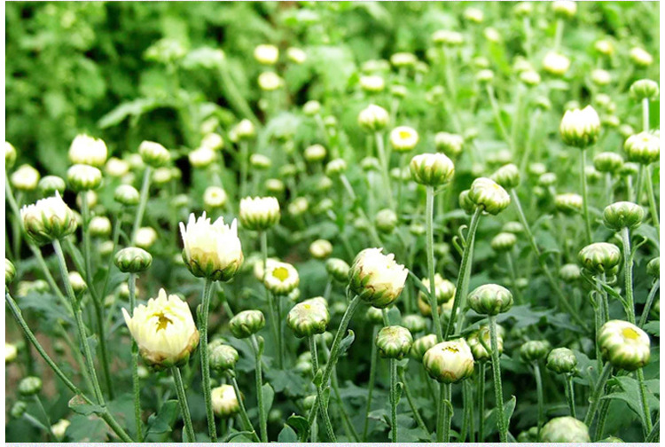 批发供应胎菊花 胎菊 花果茶 菊花茶 花茶 量大从优