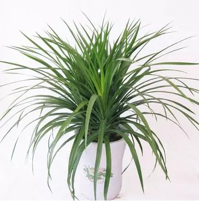 龙须兰树 龙铁树 多头龙血树 室内客厅大型盆栽 绿植净化空气批发