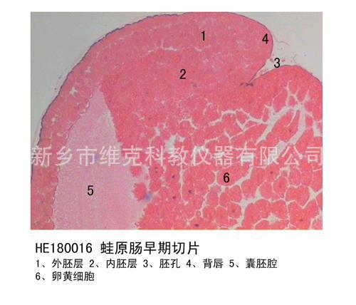厂家直供 蛙原肠晚期切片 组织学与胚胎学 生物教学器材 显微镜用