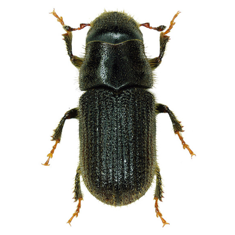 直销树木类害虫信息素 华山松大小蠹引诱剂 高端技术自主研发