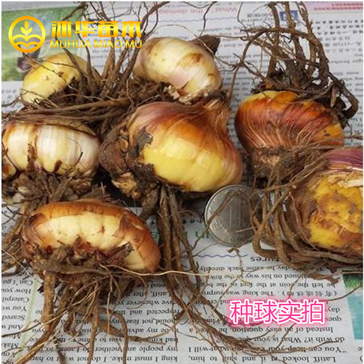 进口盆栽植物剑兰种球 建兰 唐菖蒲 室内室外均可 颜色齐全