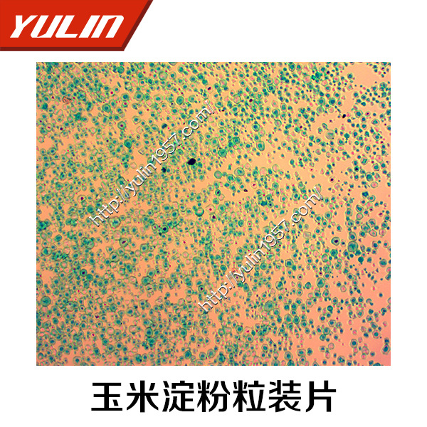 教学切片 植物切片标本 生物显微镜玻片玉米淀粉粒装片