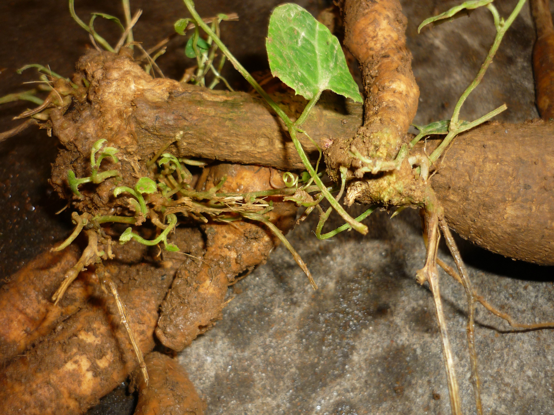 豪土地欢迎你 火蜜果 红蜜果 红香果 红参果苗 厂家批发
