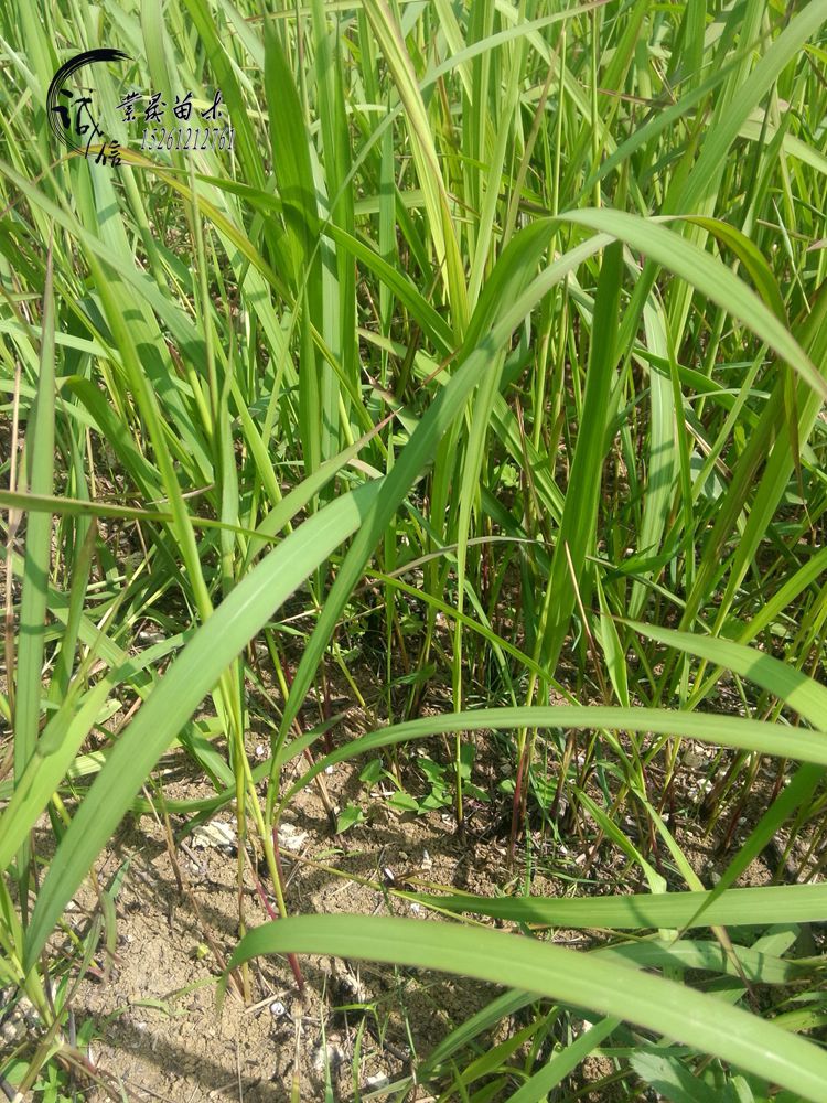 基地直销白茅草白茅绿化新秀公园绿化道路绿化绝佳选择